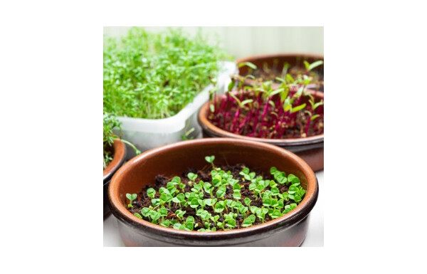 Gagnez l’un des 5 lots de trois variétés de microgreens bio Sativa